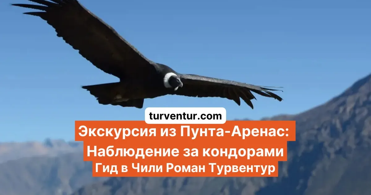 Из Пунта-Аренас: Кондоры и Магелланов пролив с Романом