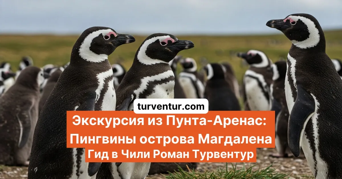 Из Пунта-Аренас: Пингвины острова Магдалена с Романом